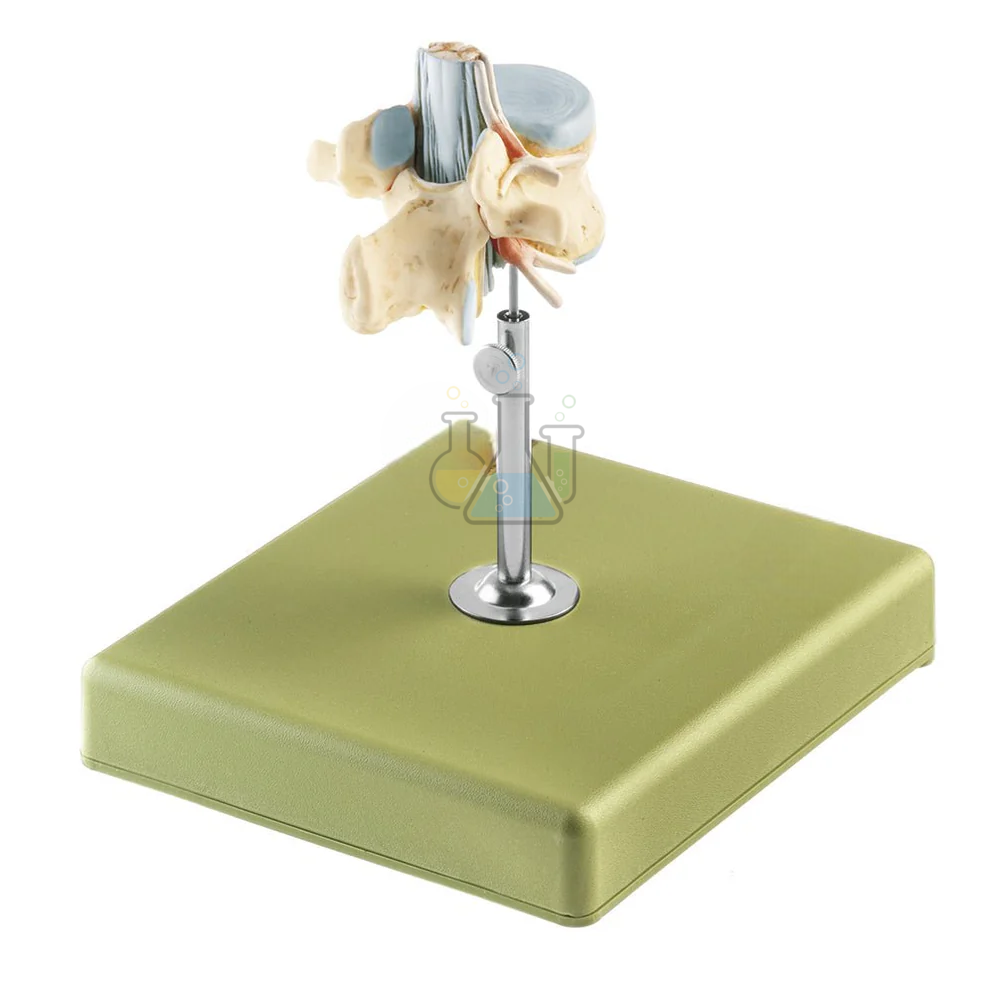Lumbar Vertebrae L II Model – 2-Piece Lumbar Spinal Cord Anatomy Model